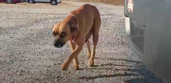 When Owner Became Destitute, Dog Finds Woman Who May Be Able To Help When Owner Became Destitute, Dog Finds Woman Who May Be Able To Help
