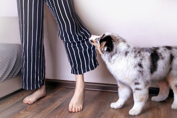 Why Dogs Nibble Their Humans Why Dogs Nibble Their Humans