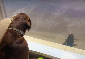 Wild Sea Lion Anoints Dog As His Very Best Friend And Visits Him Every Day Wild Sea Lion Anoints Dog As His Very Best Friend And Visits Him Every Day