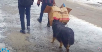 Woman Who Welcomed Stray Dog Into Her Home Sees His Face On A Poster