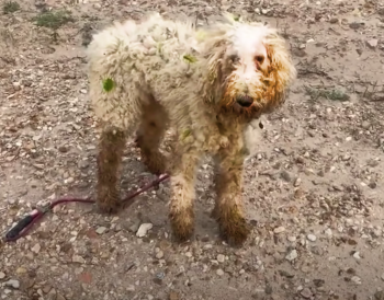 Wronged By People, Injured Poodle Wandering By River Chose To Trust In Him Wronged By People, Injured Poodle Wandering By River Chose To Trust In Him