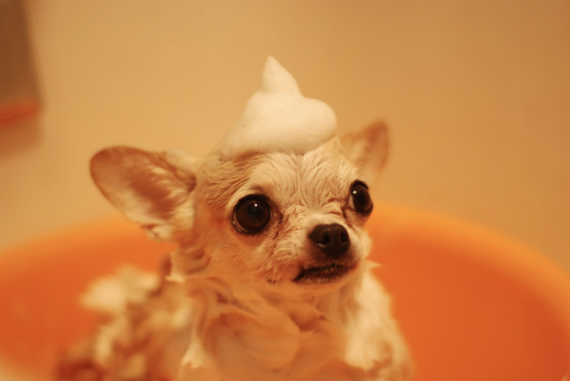 10 Best Dog Shampoo Products 10 Best Dog Shampoo Products