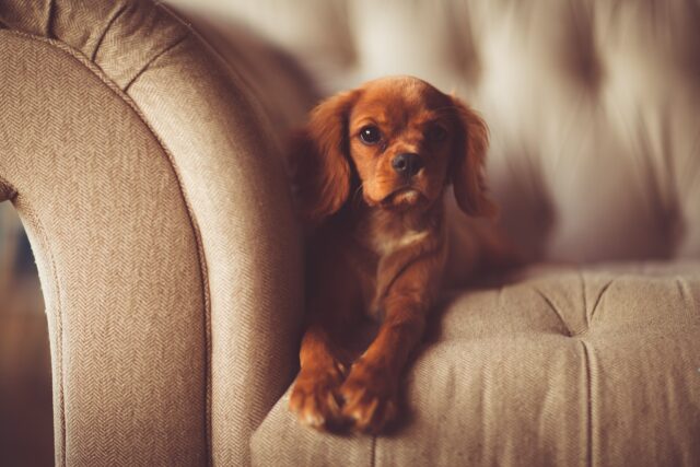 10 Best Dog Stairs – iHeartDogs.com 10 Best Dog Stairs – iHeartDogs.com