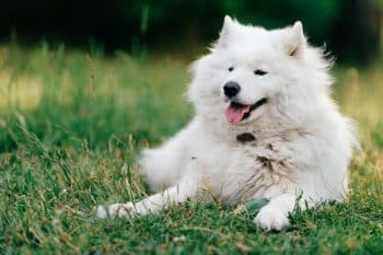 10 Best Dog Training Clickers