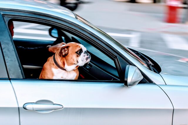 10 Best Dog Travel Bags