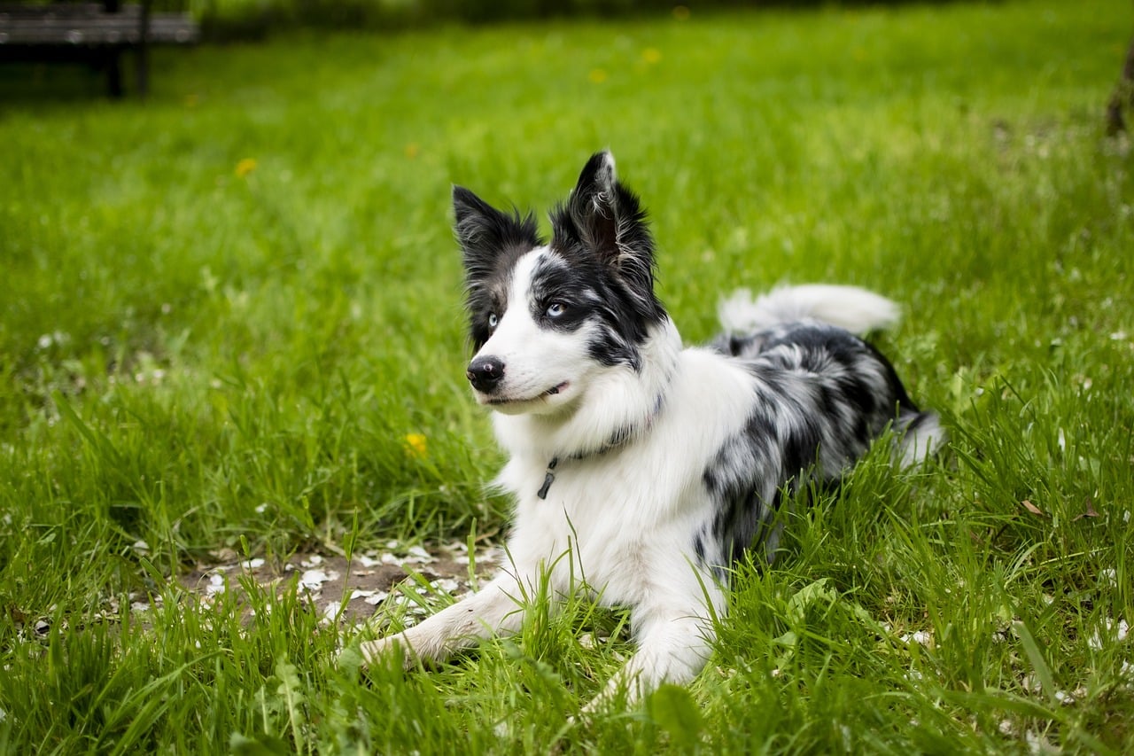 10 Best Krill Oil Supplements For Dogs 10 Best Krill Oil Supplements For Dogs