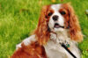 10 Best Supplements for a Senior Cavalier