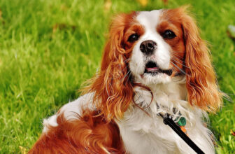 10 Best Supplements for a Senior Cavalier