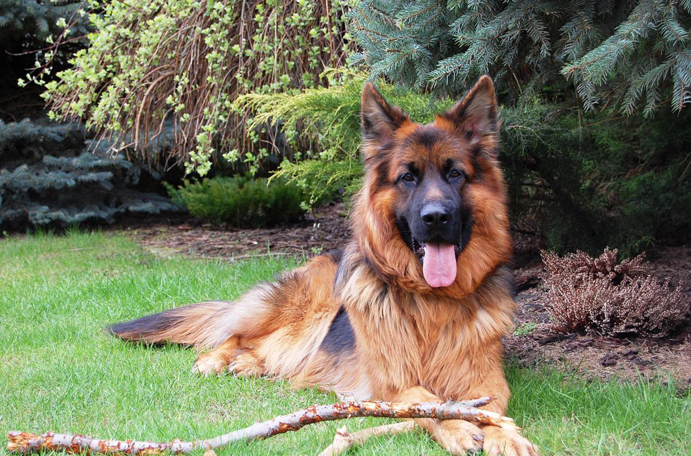 10 Best Supplements for a Senior German Shepherd