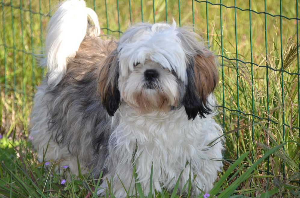 10 Best Supplements for a Senior Shih Tzu