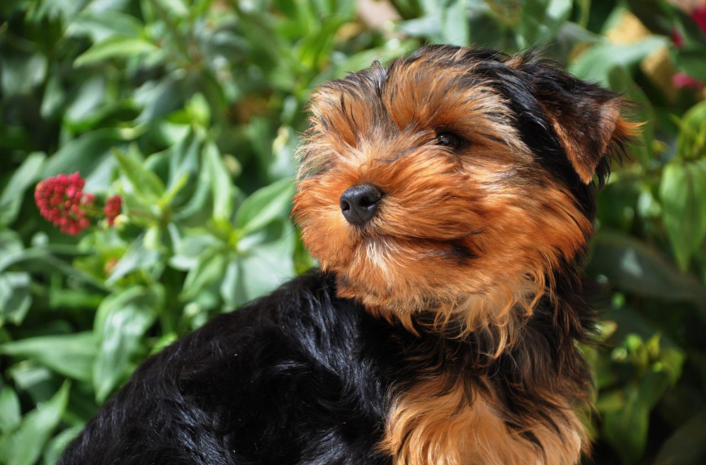 10 Best Supplements for a Senior Yorkie 10 Best Supplements for a Senior Yorkie