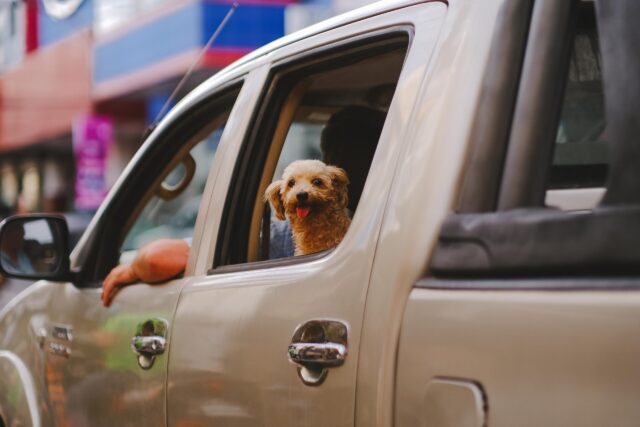 11 Best Dog Seat Belts 11 Best Dog Seat Belts