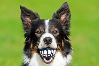 11 Best Dog Toys for Teething Puppies 11 Best Dog Toys for Teething Puppies