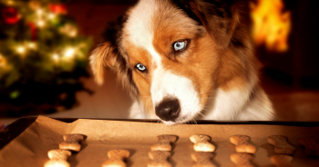 11 Best Long Lasting Dog Treats & Chews 11 Best Long Lasting Dog Treats & Chews