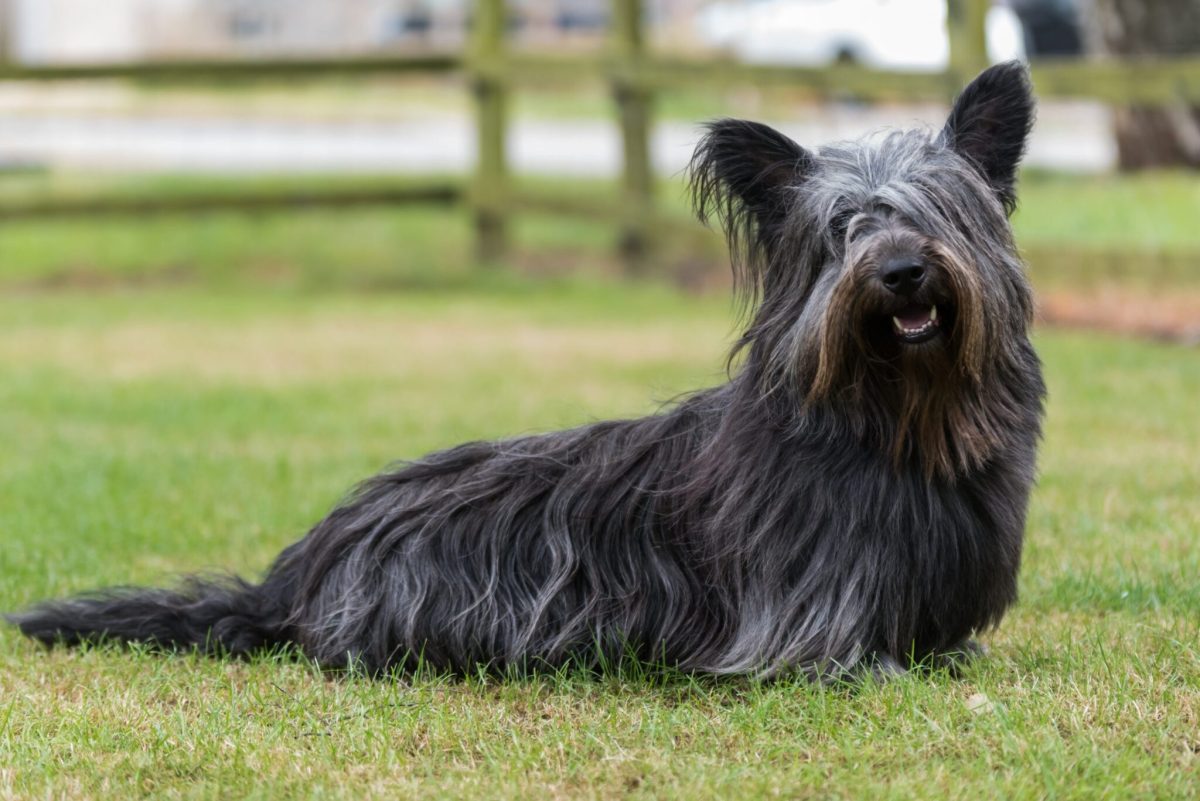 11 Compact Dog Breeds With Short Legs And Big Confidence 11 Compact Dog Breeds With Short Legs And Big Confidence
