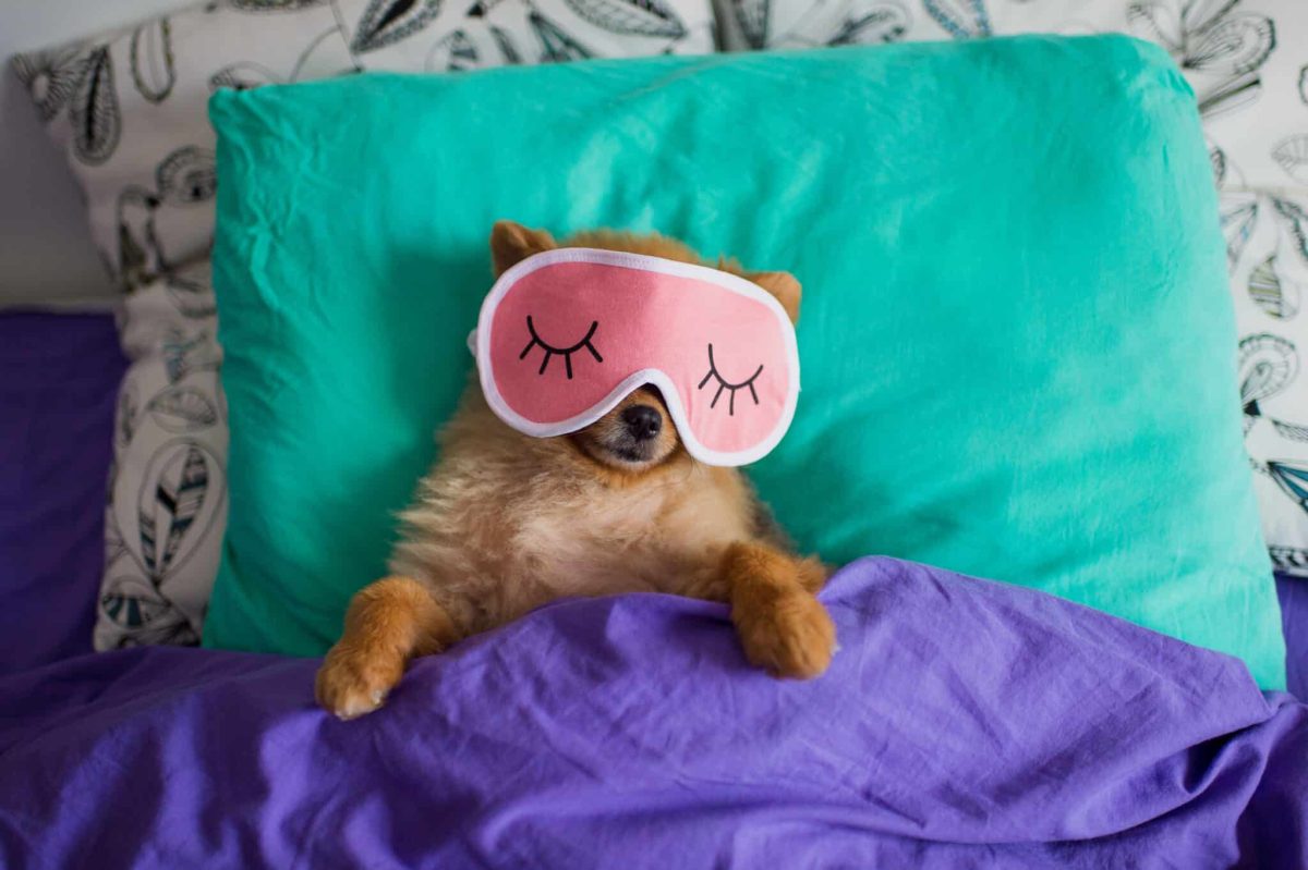 11 Cozy Dog Breeds Found Curled In Blankets Year-Round 11 Cozy Dog Breeds Found Curled In Blankets Year-Round