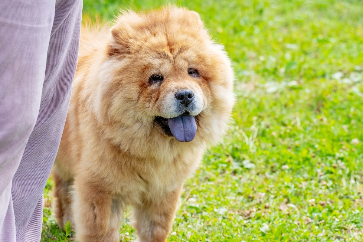11 Dog Breeds That Will Protect You No Matter What 11 Dog Breeds That Will Protect You No Matter What