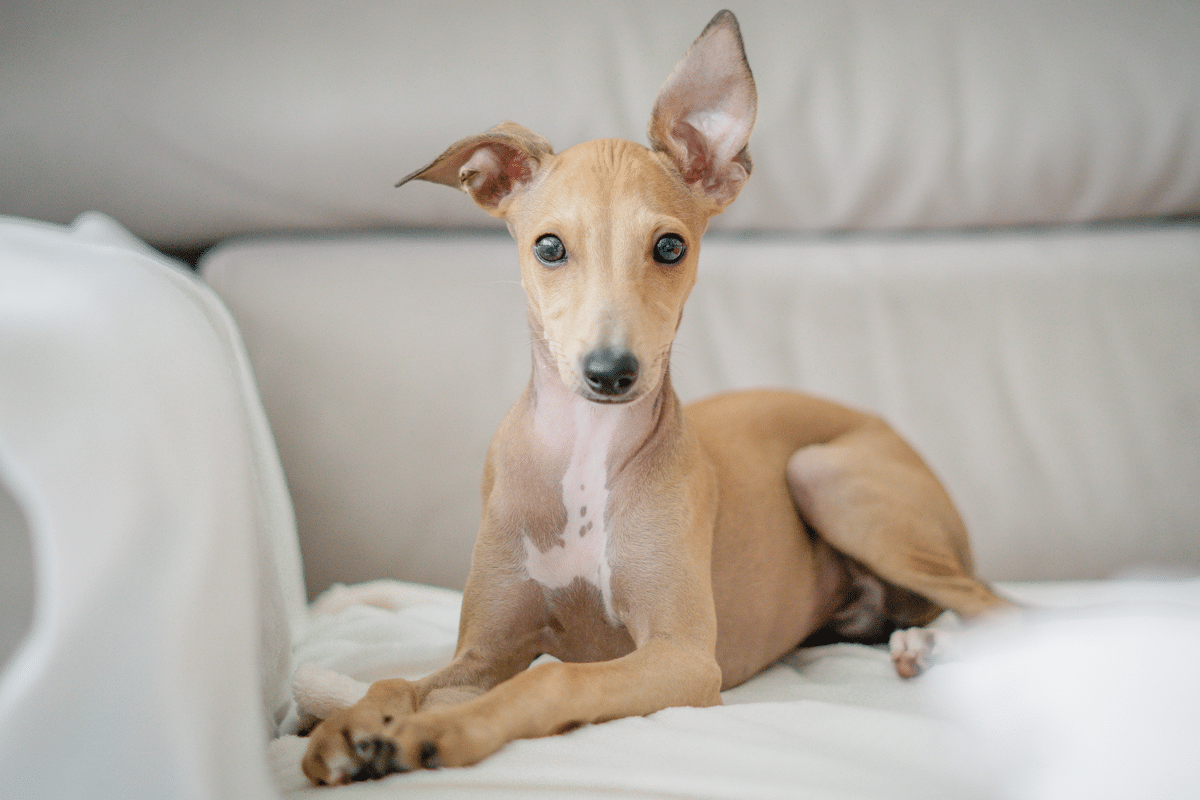 11 Elegant Dog Breeds That Carry Themselves Like Nobility