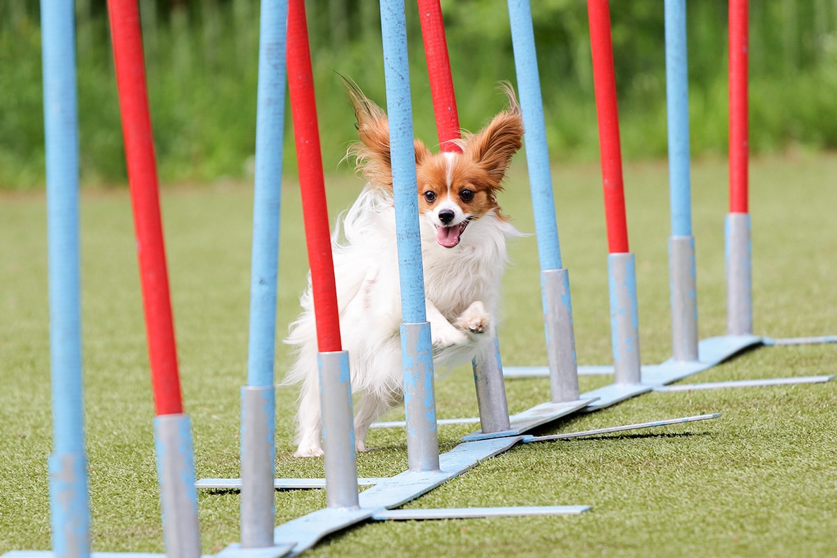11 Intelligent Dog Breeds Who Need Daily Brain Work
