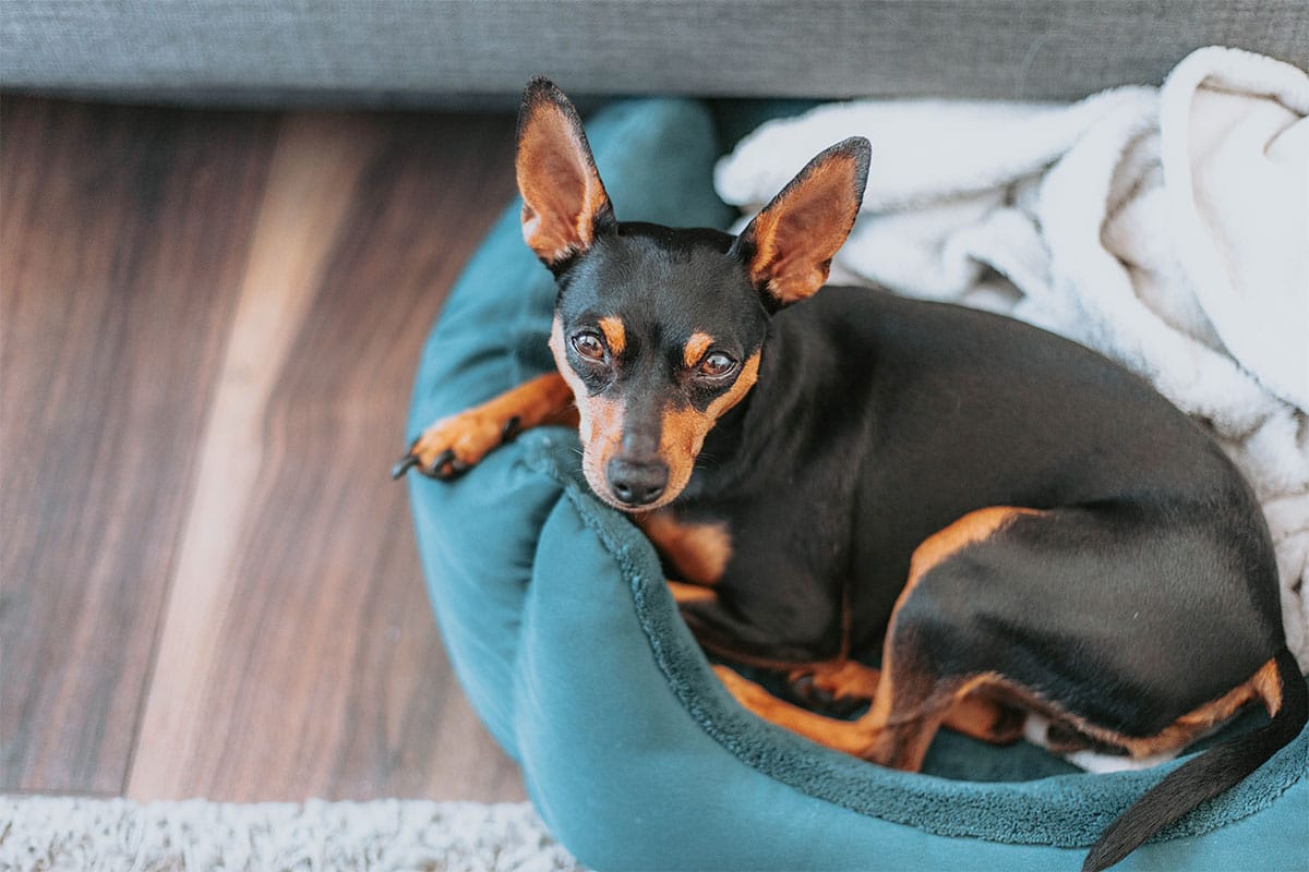 11 Needy Dog Breeds That Just Can’t Stand Being Alone
