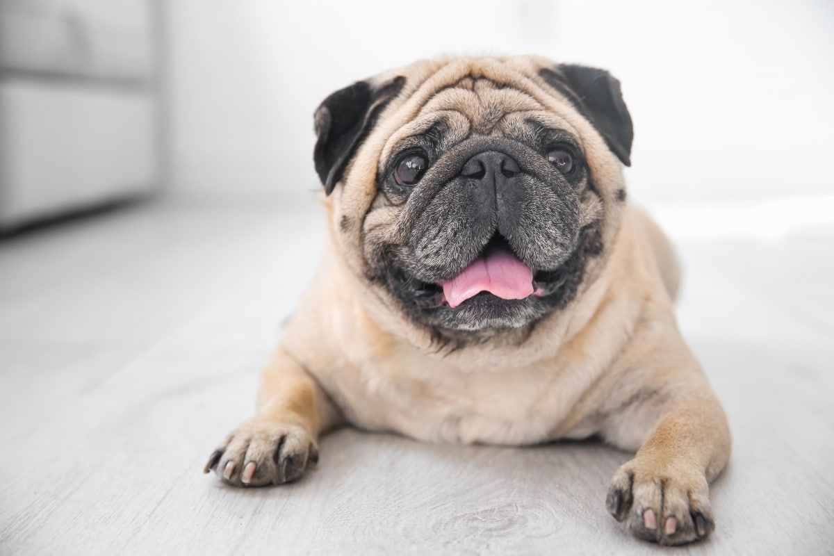 11 Sneaky Dog Breeds Obsessed With Watching People Eat 11 Sneaky Dog Breeds Obsessed With Watching People Eat