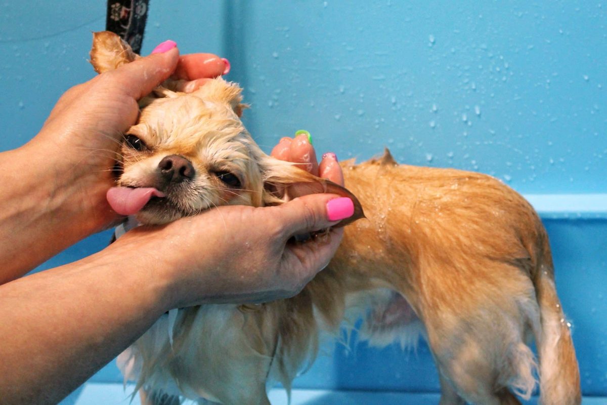 11 Stubborn Dog Breeds That Make Bath Time A Total Disaster