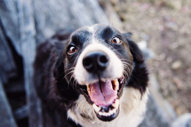 12 Best Dog Breath Fresheners 12 Best Dog Breath Fresheners