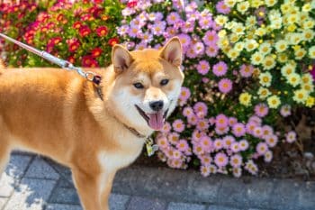 12 Best Pet Memorial Picture Frames