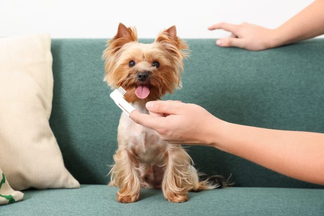 13 Best Dog Teeth Cleaning Products For 2023 13 Best Dog Teeth Cleaning Products For 2023
