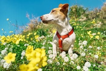 13 Best Nosework Toys for Dogs