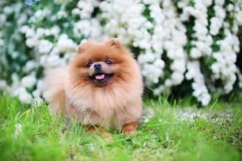 13 Best Pet Memorial Chimes