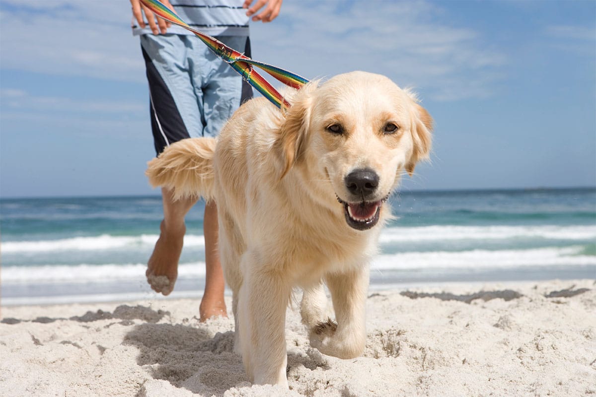 13 Easygoing Dog Breeds That Love A Vacation 13 Easygoing Dog Breeds That Love A Vacation