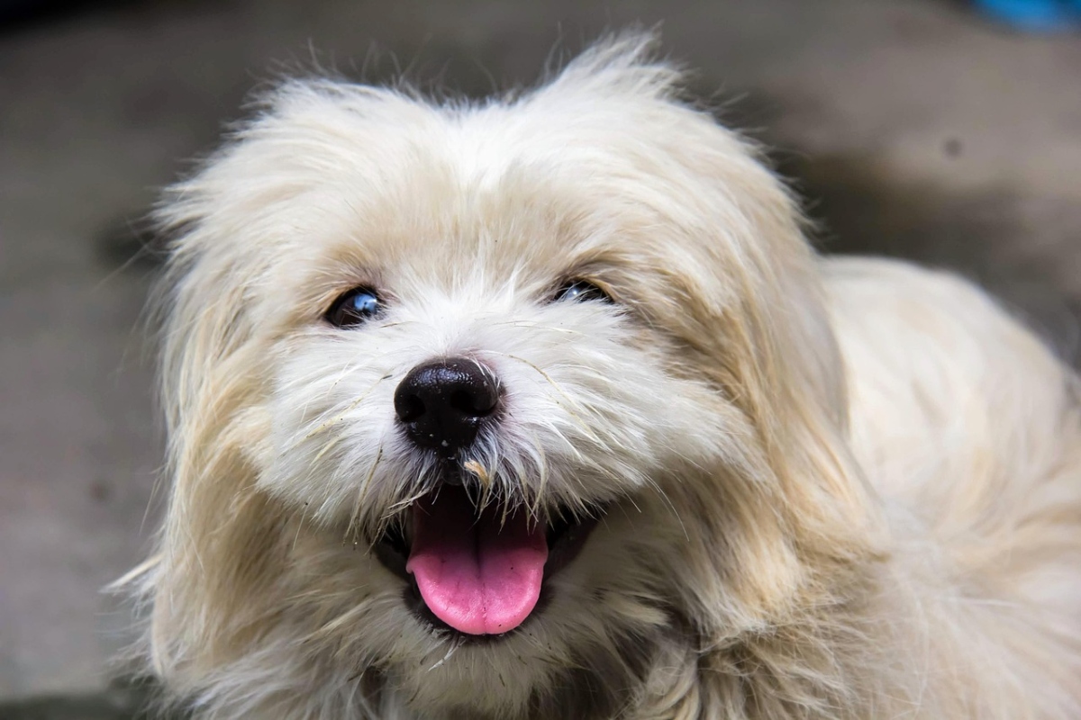 13 Playful Dog Breeds Always Begging For One More Treat 13 Playful Dog Breeds Always Begging For One More Treat