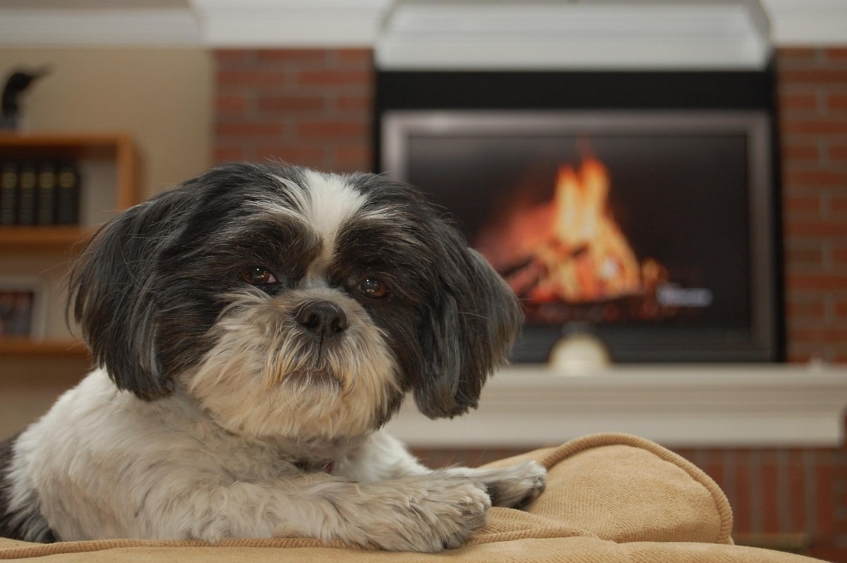 13 Relaxed Dog Breeds Who Don’t Mind Thunderstorms 13 Relaxed Dog Breeds Who Don’t Mind Thunderstorms