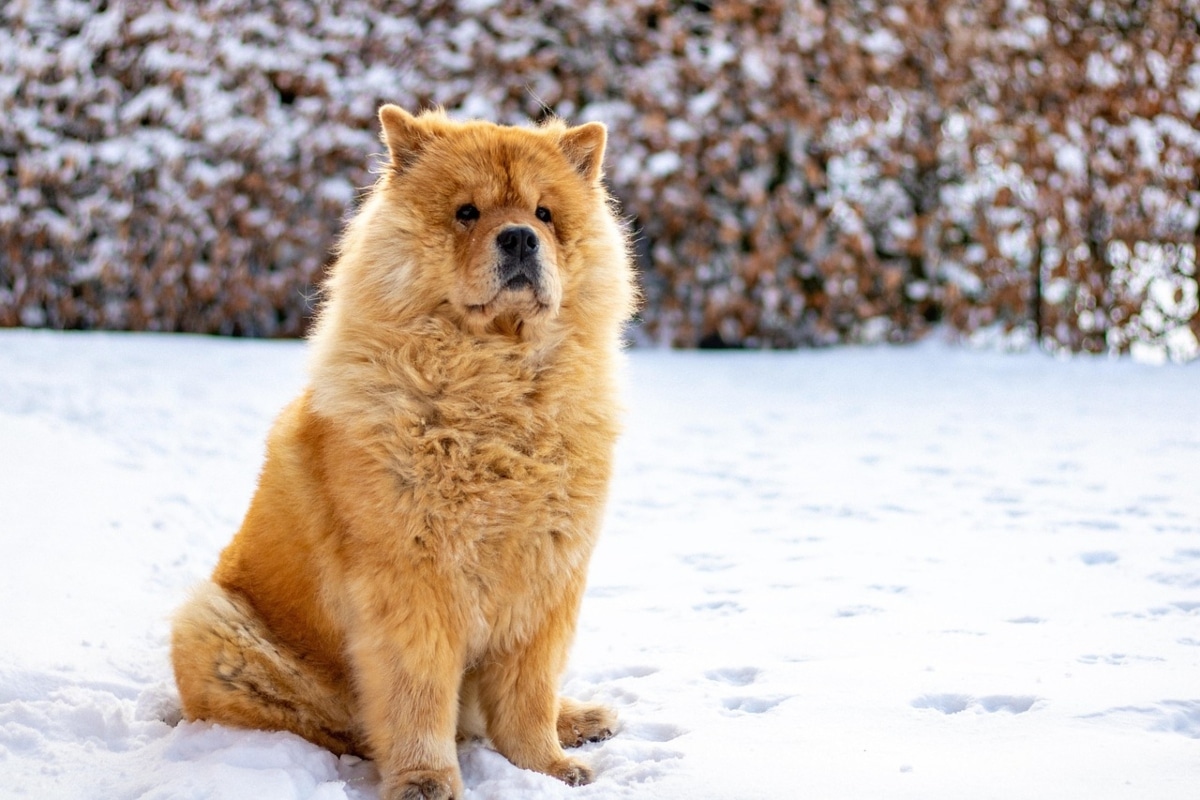 13 Rugged Dog Breeds Built for Winter Days 13 Rugged Dog Breeds Built for Winter Days