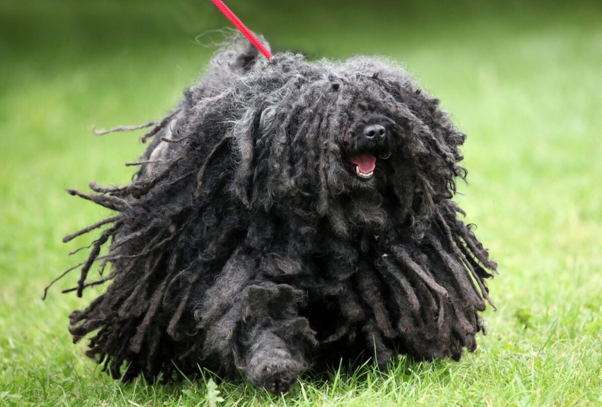 13 Shaggy Dog Breeds That Make Grooming A Full Workout 13 Shaggy Dog Breeds That Make Grooming A Full Workout