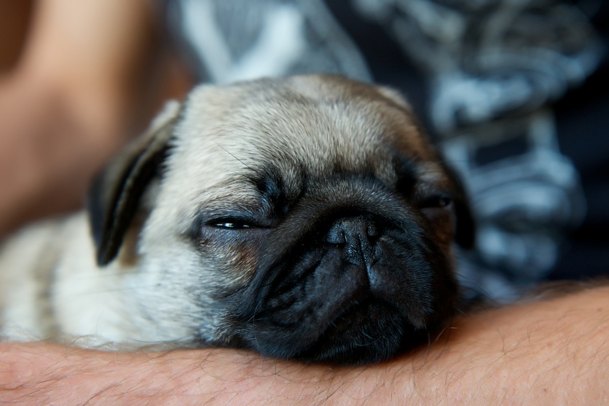 13 Sleepy Dog Breeds Known For Napping Like Pros 13 Sleepy Dog Breeds Known For Napping Like Pros