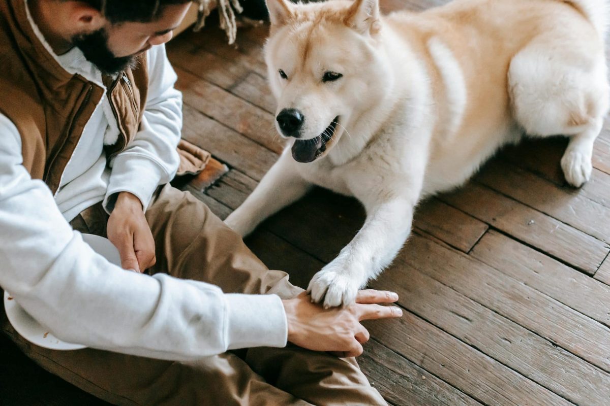 15 Amazing Dog Breeds That Form Instant Bonds
