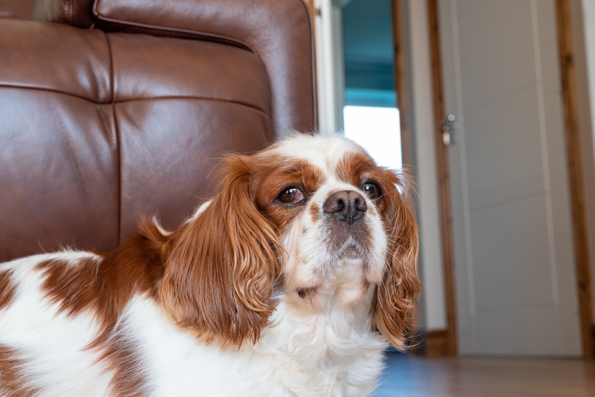 15 Dog Breeds That Act Dramatic Over The Tiniest Things