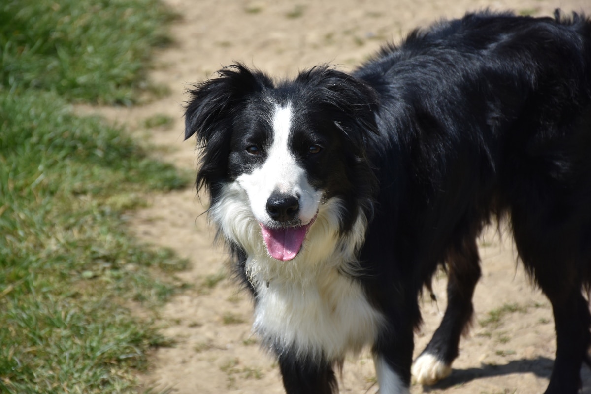 15 Dog Breeds That Want To Greet Every Stranger On The Street