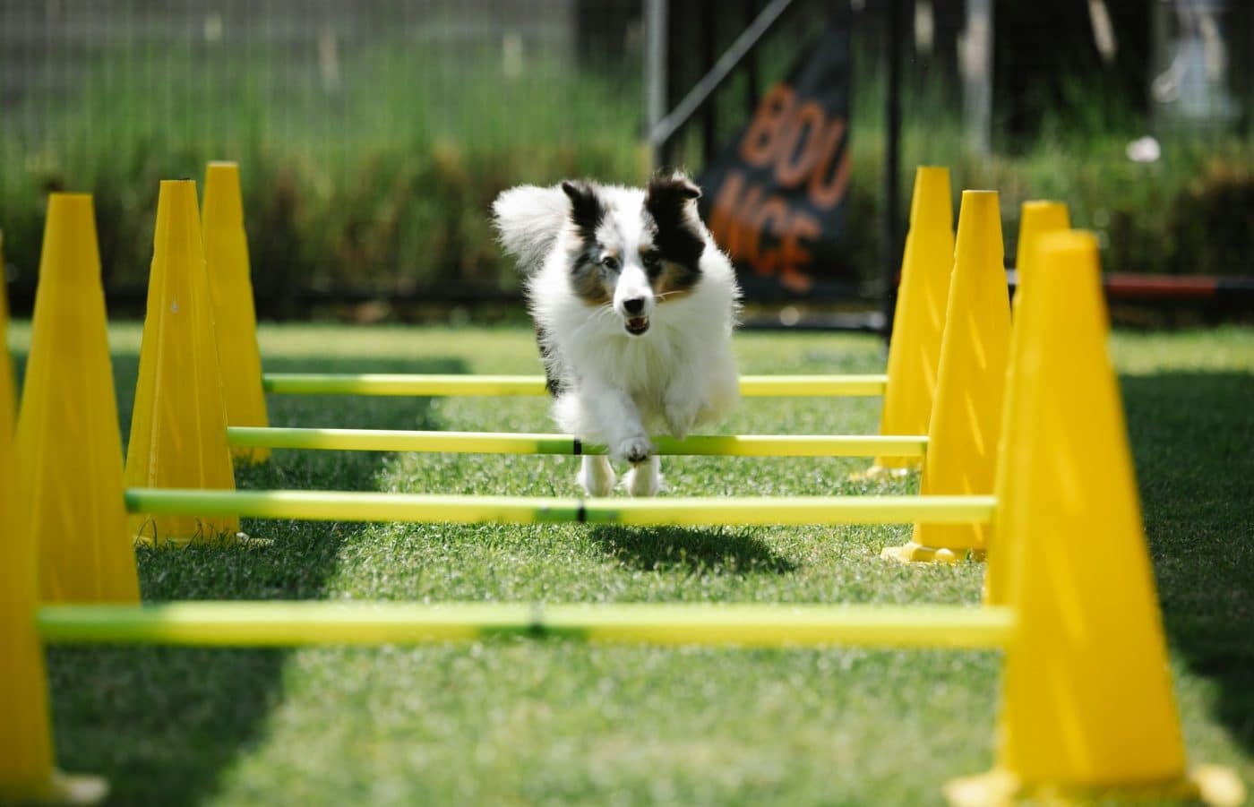 15 Secrets Dog Trainers Wish Every Dog Owner Knew