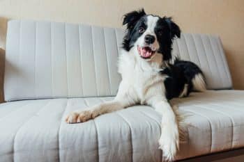17 Dog Goods You Didn’t Know Existed (But Absolutely Need)