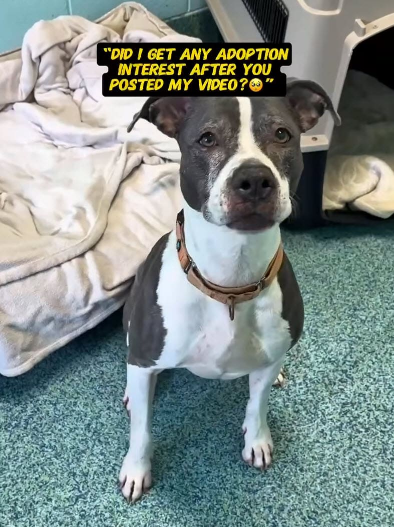 3 Long Years Behind Shelter Walls, Dog Dreams of Someone to Love Her