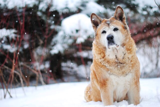 4 Best Dog Weight Loss Supplements for Akitas