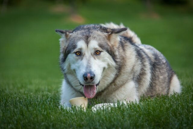 4 Best Dog Weight Loss Supplements for Alaskan Malamutes