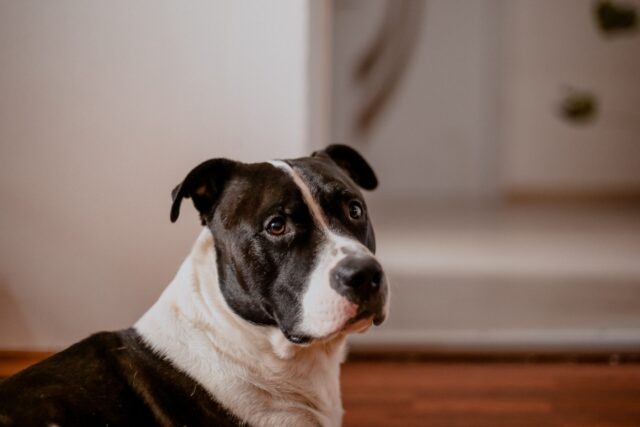 4 Best Dog Weight Loss Supplements for American Staffordshire Terriers