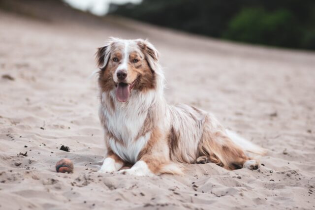 4 Best Dog Weight Loss Supplements for Australian Shepherds 4 Best Dog Weight Loss Supplements for Australian Shepherds