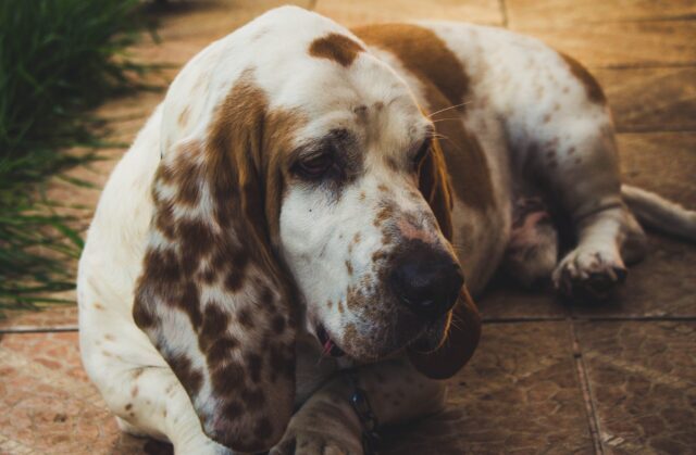 4 Best Dog Weight Loss Supplements for Basset Hounds 4 Best Dog Weight Loss Supplements for Basset Hounds