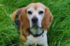 4 Best Dog Weight Loss Supplements for Beagles