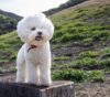 4 Best Dog Weight Loss Supplements for Bichon Frises